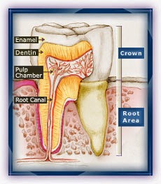 How Oral Health Impacts Overall Health